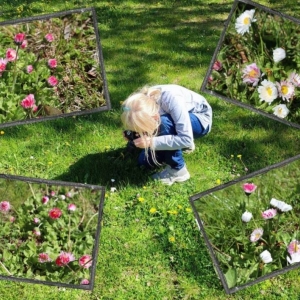 Dziewczynka kuca i fotografuje stokrotki na trawniku boiska szkolnego. Wokół niej 4 zdjęcia stokrotek wykonane przez uczniów podczas spaceru.