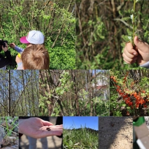 Kolaż zdjęć – na jednym chłopiec robi zdjęcie przytrzymywanej przez dziewczynkę gałązce, na 9 obiekty przyrody – drzewa, krzewy, trawa, owady.