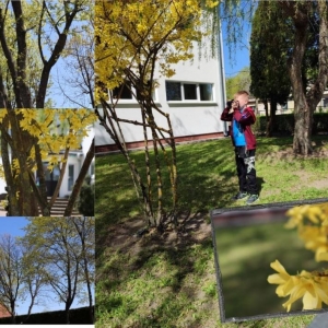 Kolaż zdjęć – na jednym chłopiec robi zdjęcie kwitnącemu na żółto drzewu, na 4 zdjęcia drzew, ich pni i kwiatostanów.